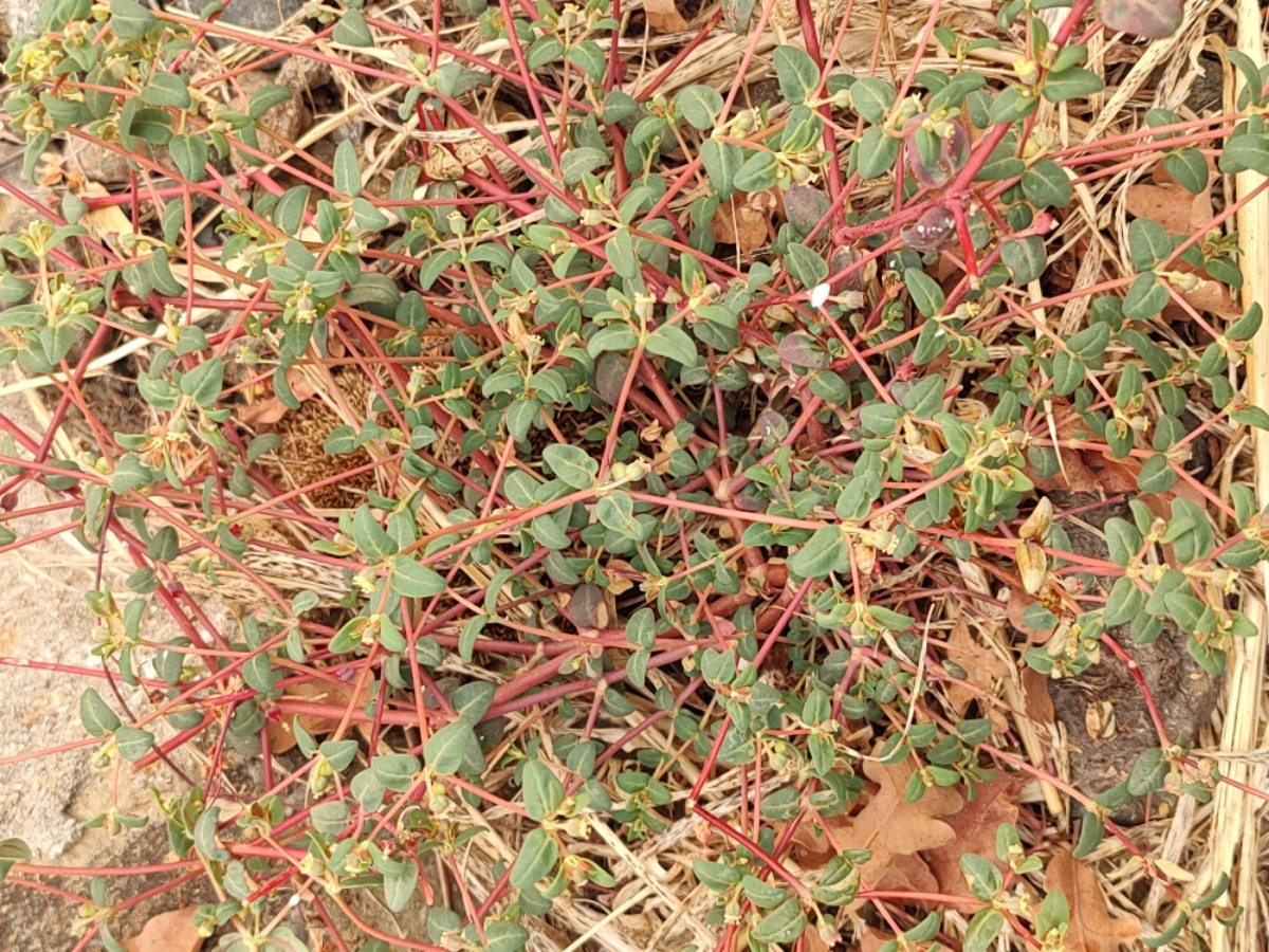 Euphorbia ocellata ssp. ocellata