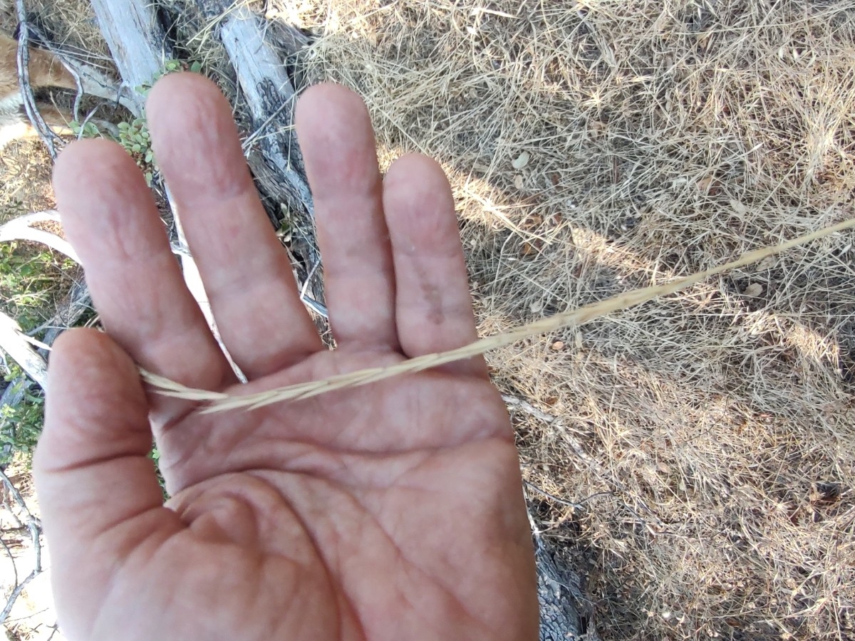 Elymus trachycaulus ssp. trachycaulus