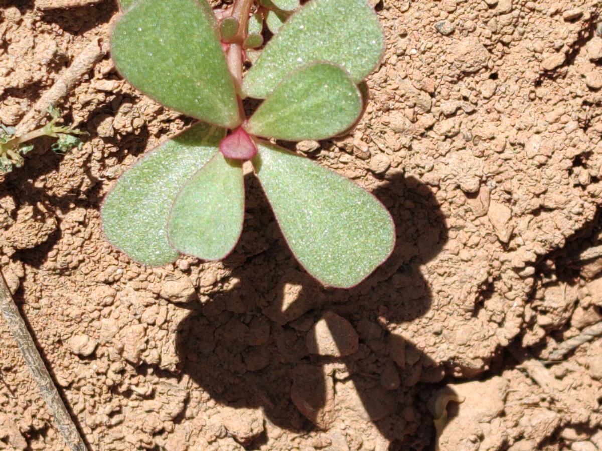 Portulaca oleracea