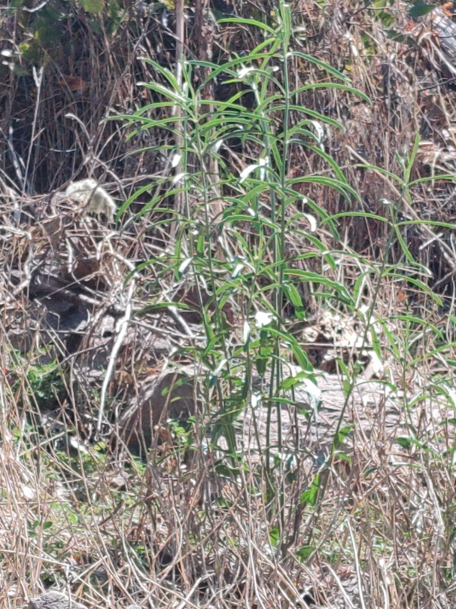 Asclepias fascicularis