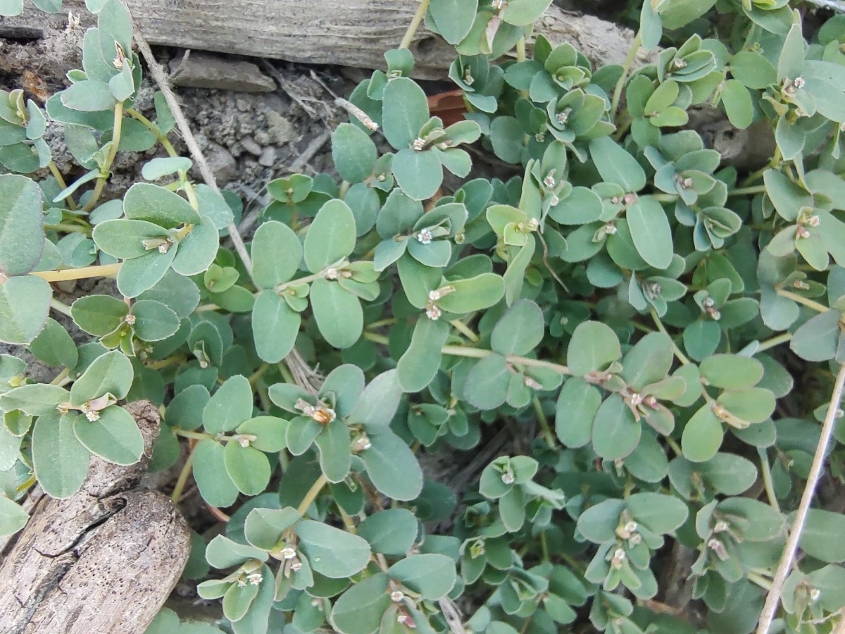 Euphorbia serpillifolia ssp. serpillifolia