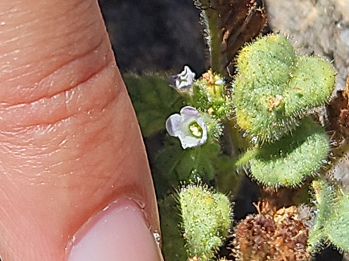 Phacelia mustelina