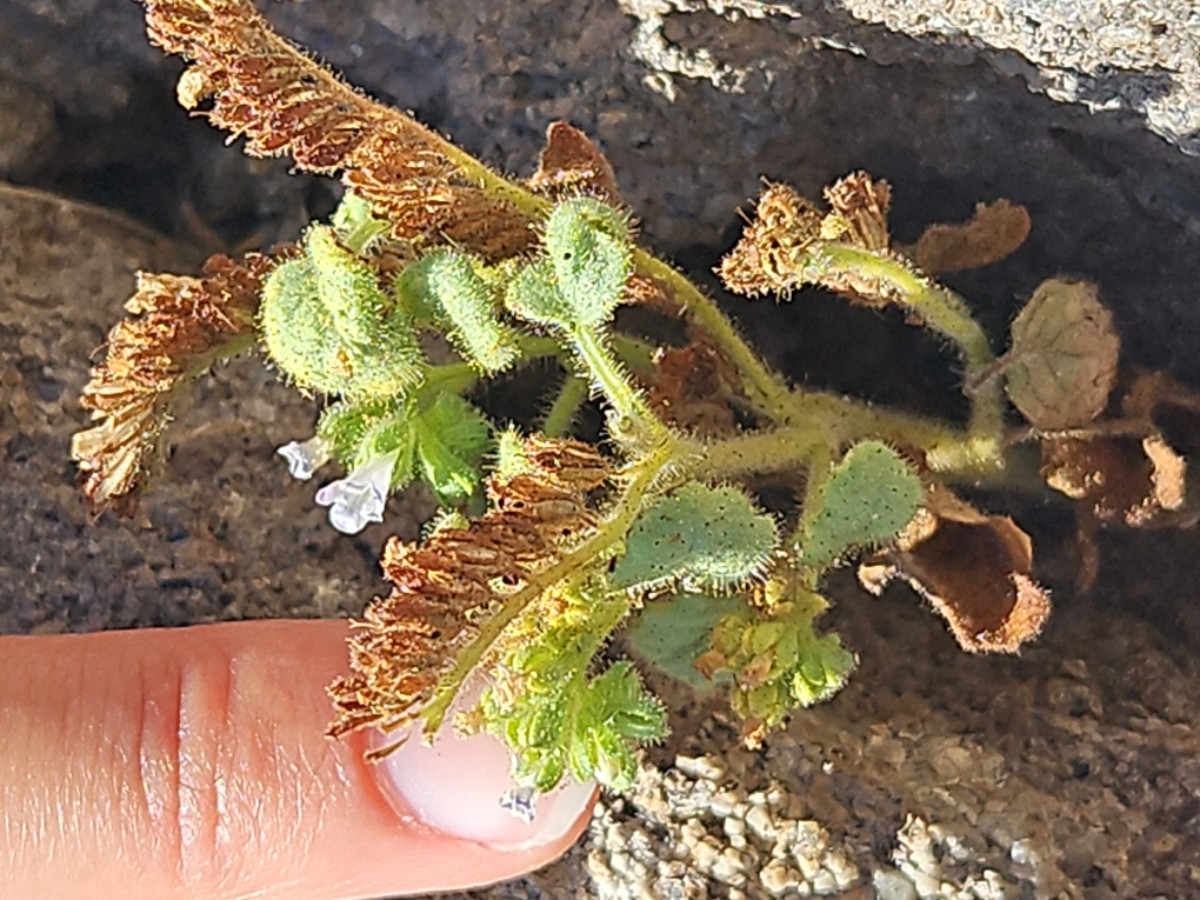 Phacelia mustelina