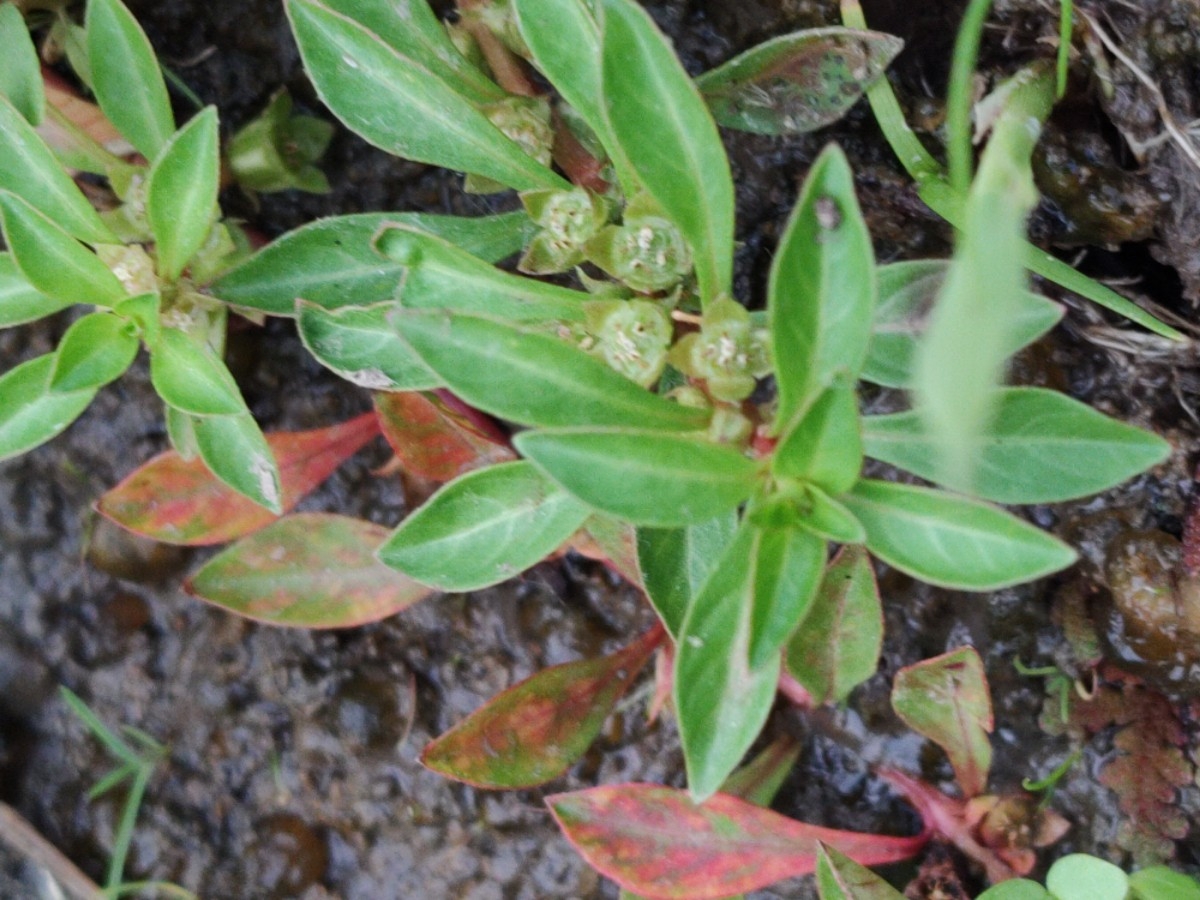 Ludwigia palustris