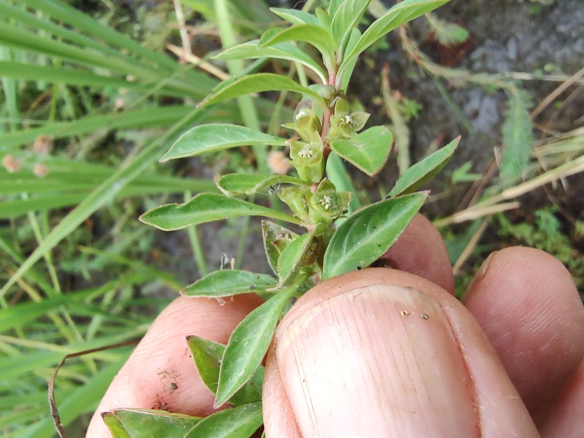 Ludwigia palustris