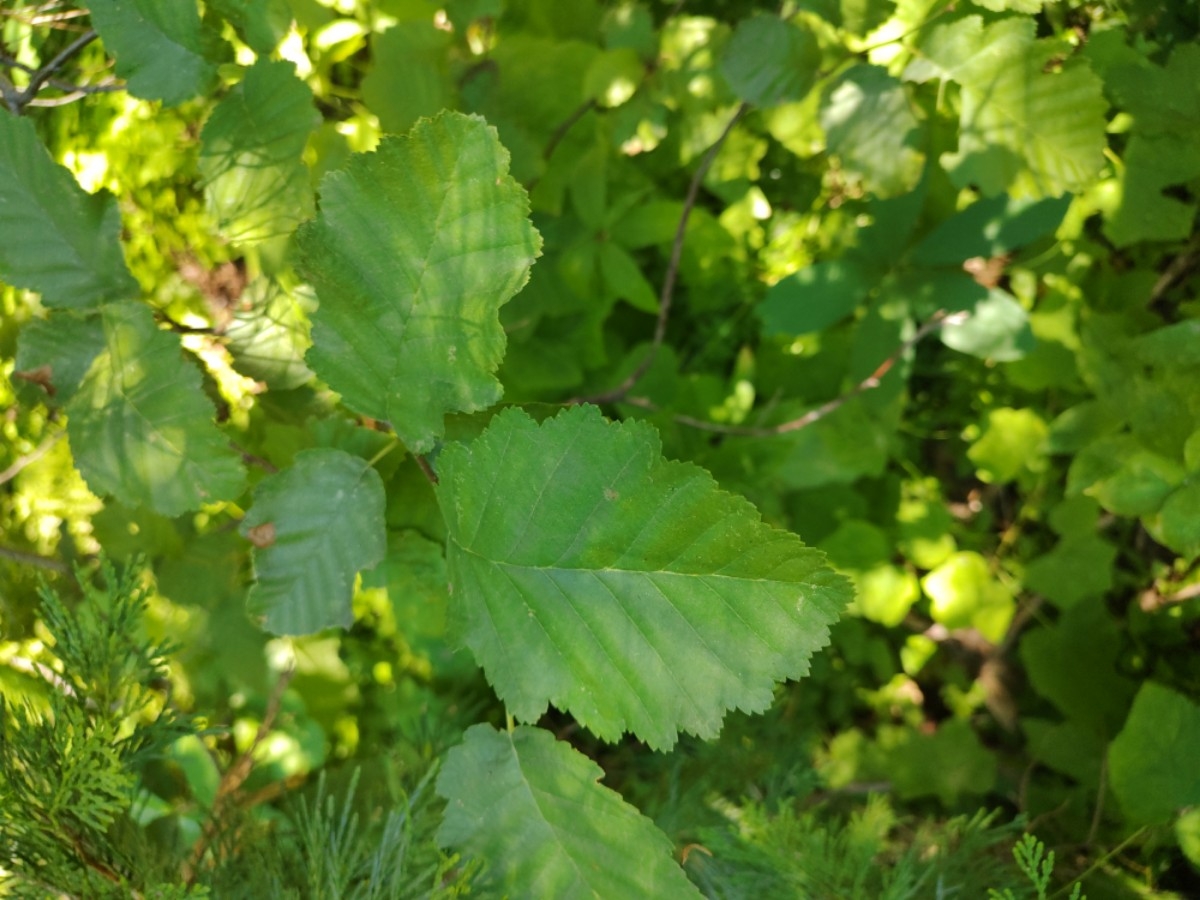 Alnus incana ssp. tenuifolia