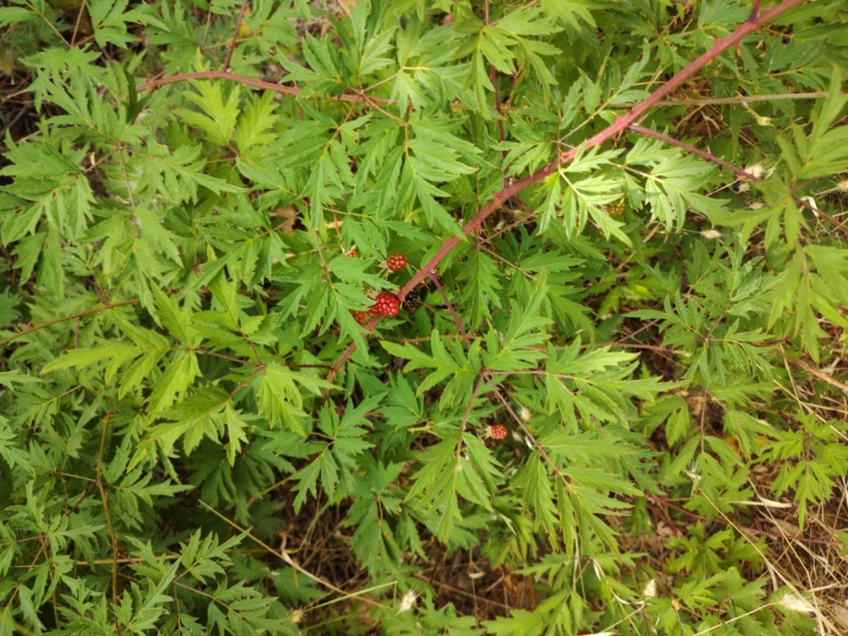 Rubus laciniatus