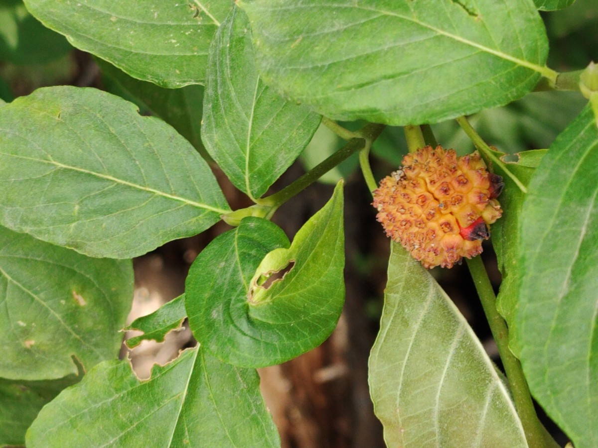 Cornus nuttallii