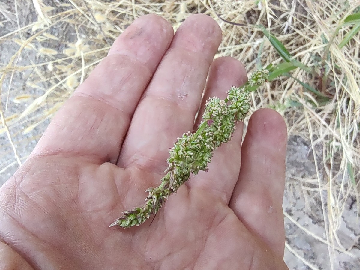 Setaria pumila ssp. pumila