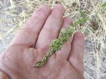 Setaria pumila ssp. pumila