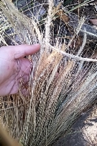 Stipa tenuissima