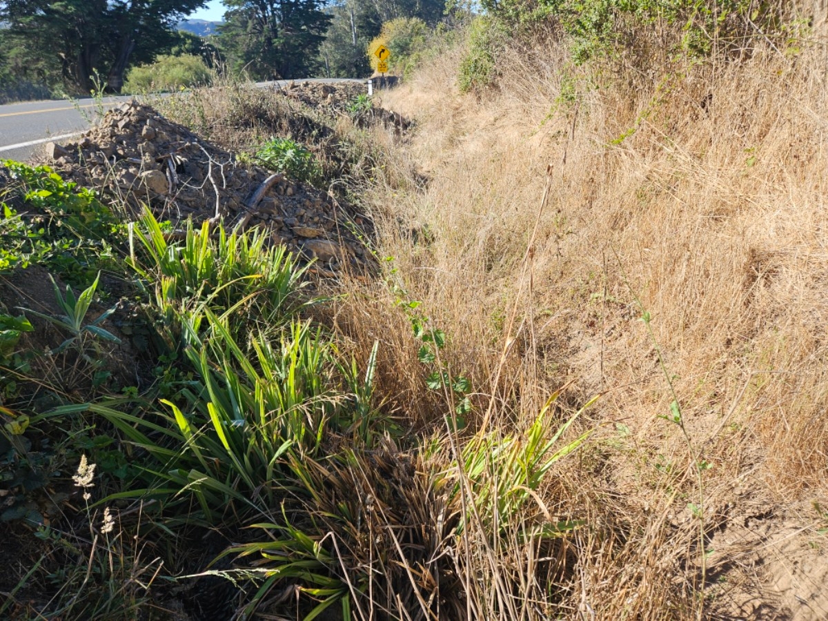 Carex pendula