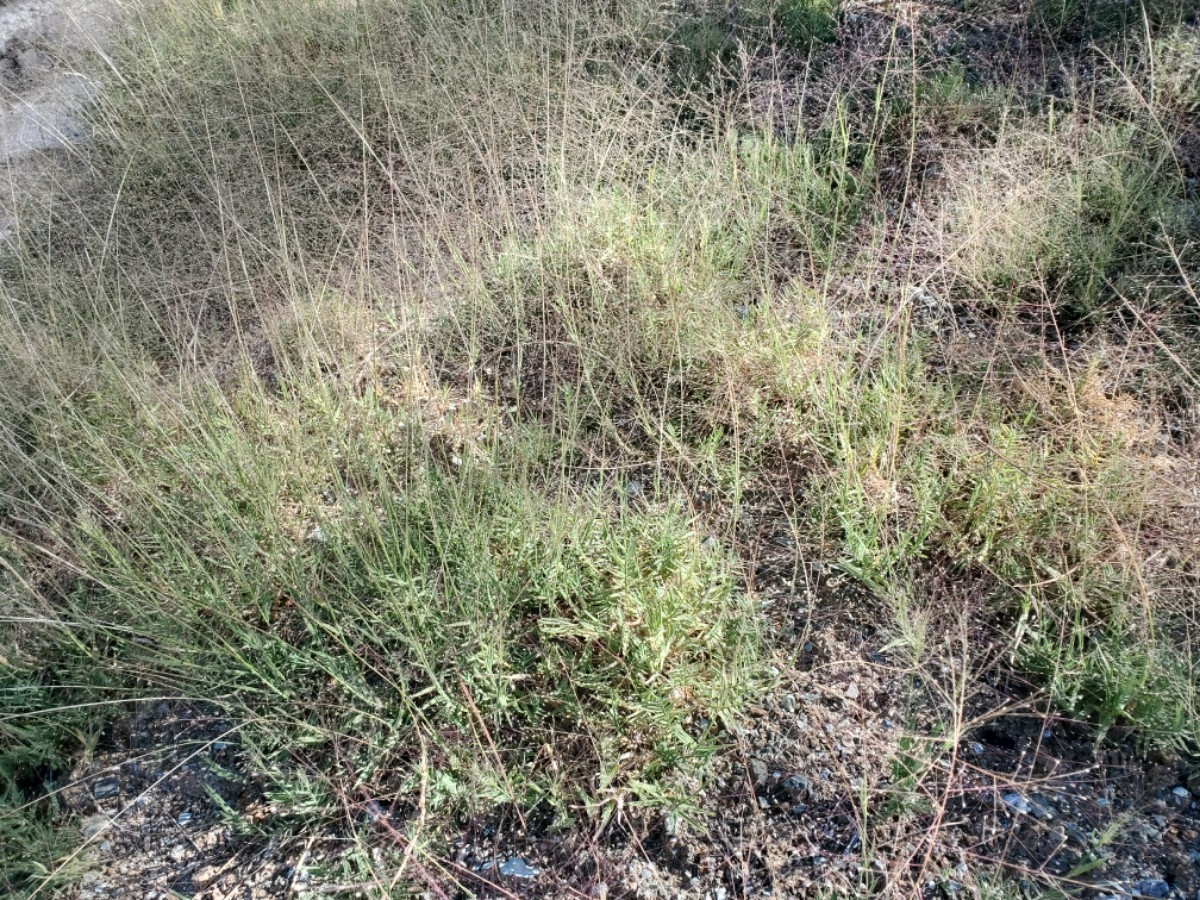 Muhlenbergia asperifolia