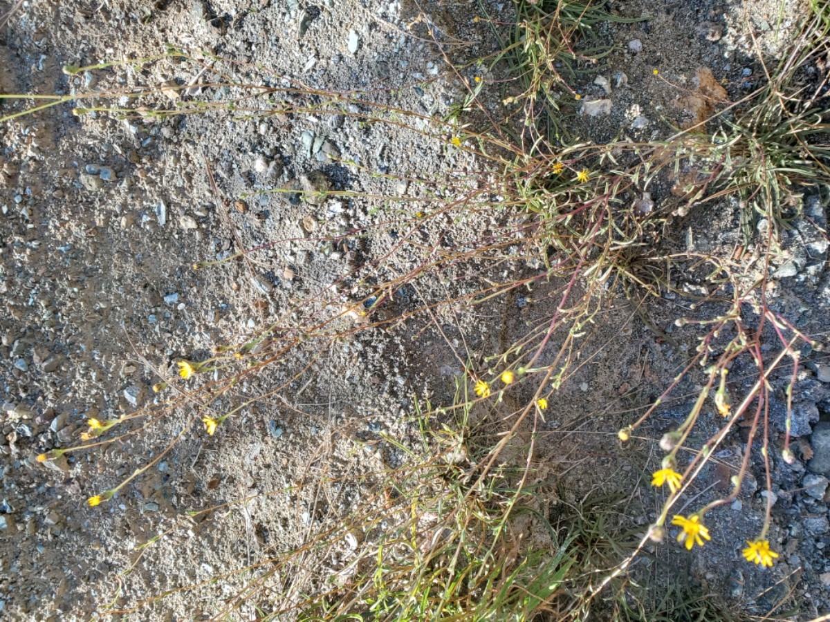 Pyrrocoma racemosa var. paniculata