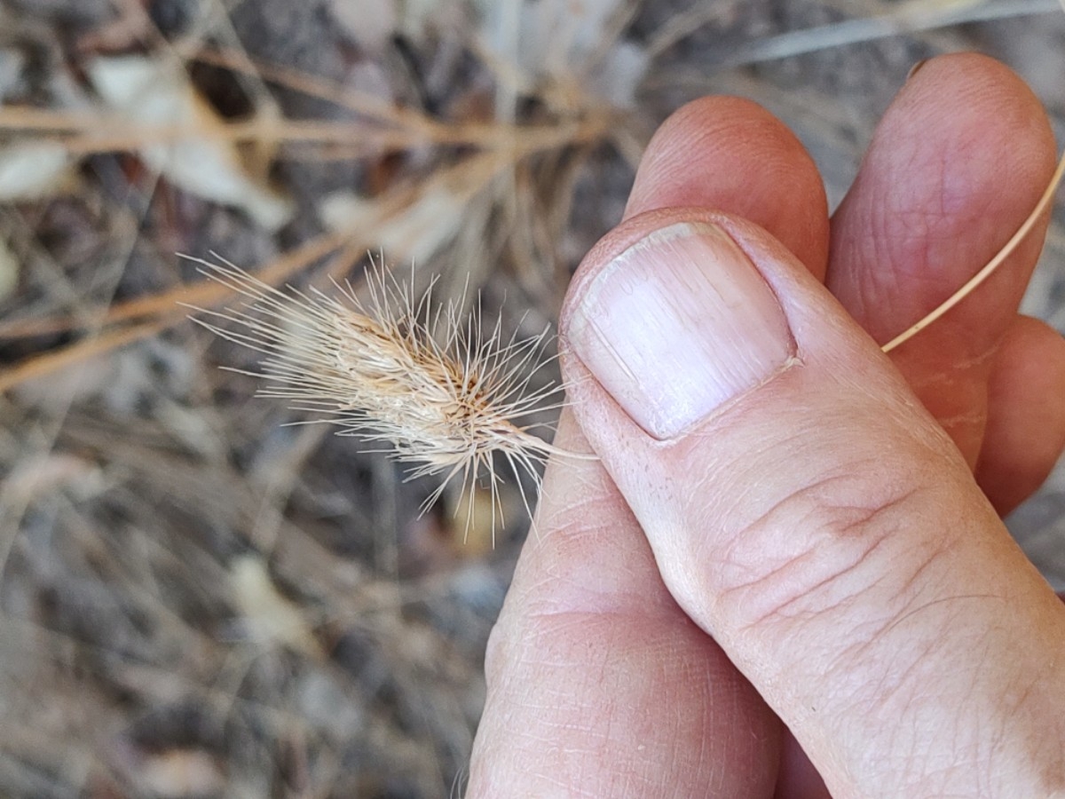 Cynosurus echinatus