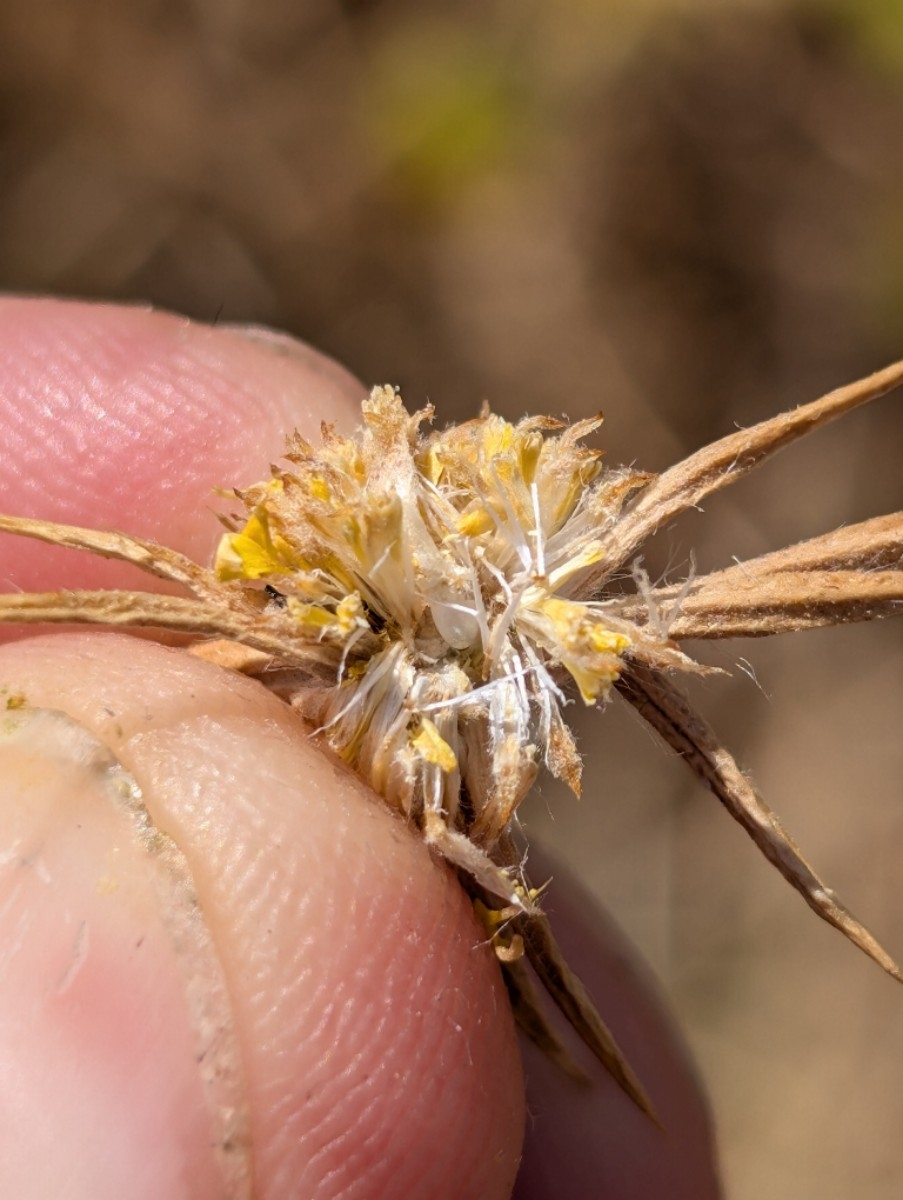 Centromadia parryi ssp. congdonii