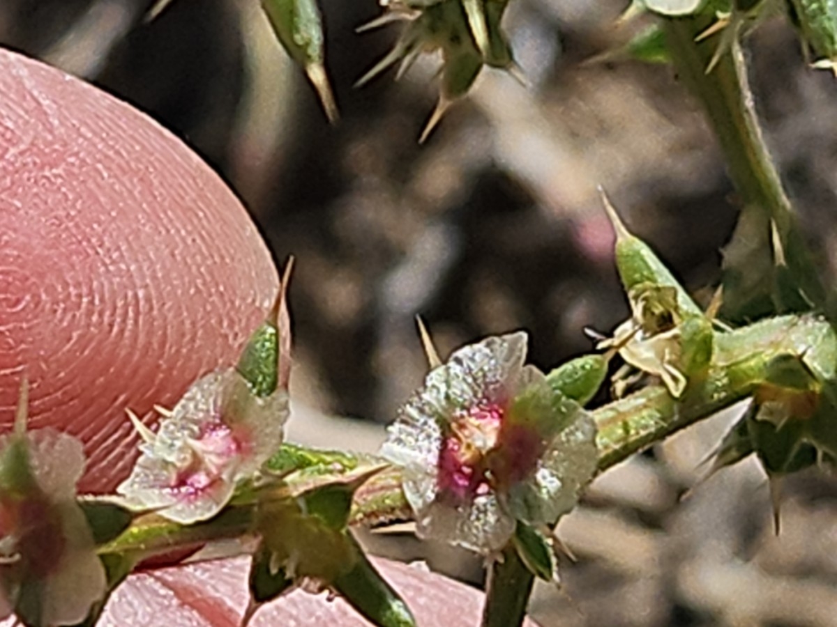 Salsola paulsenii