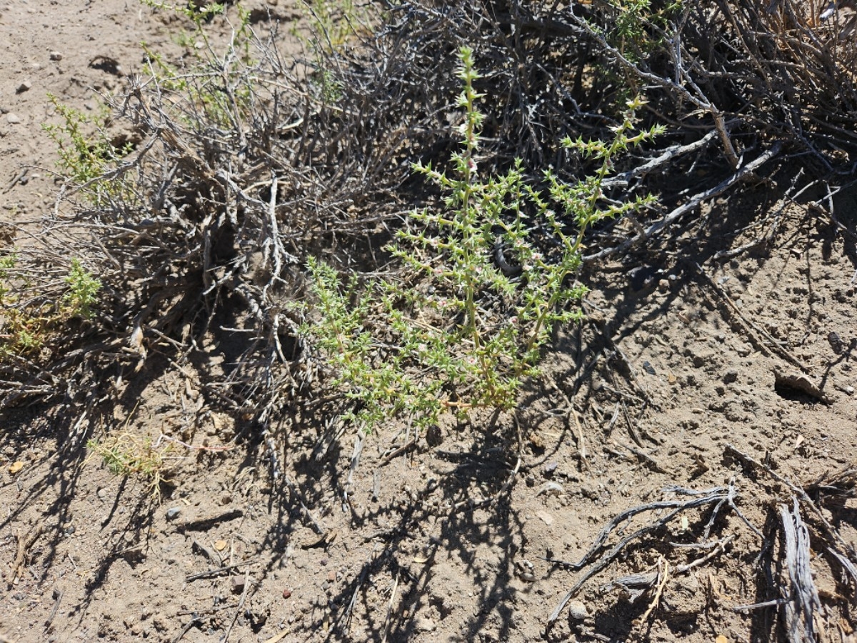 Salsola paulsenii