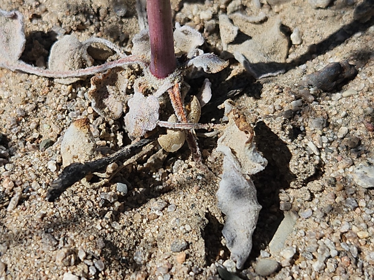 Eriogonum deflexum var. nevadense