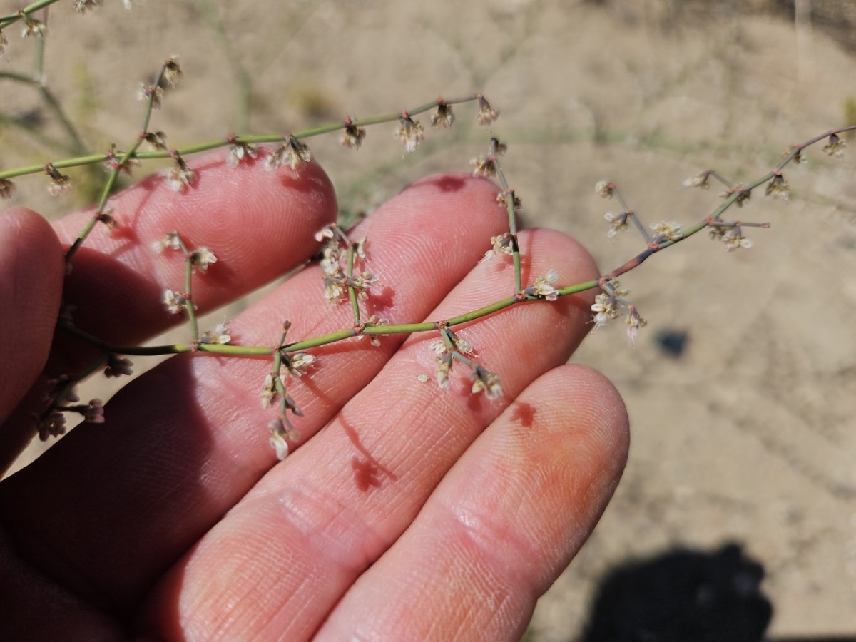 Eriogonum deflexum var. nevadense