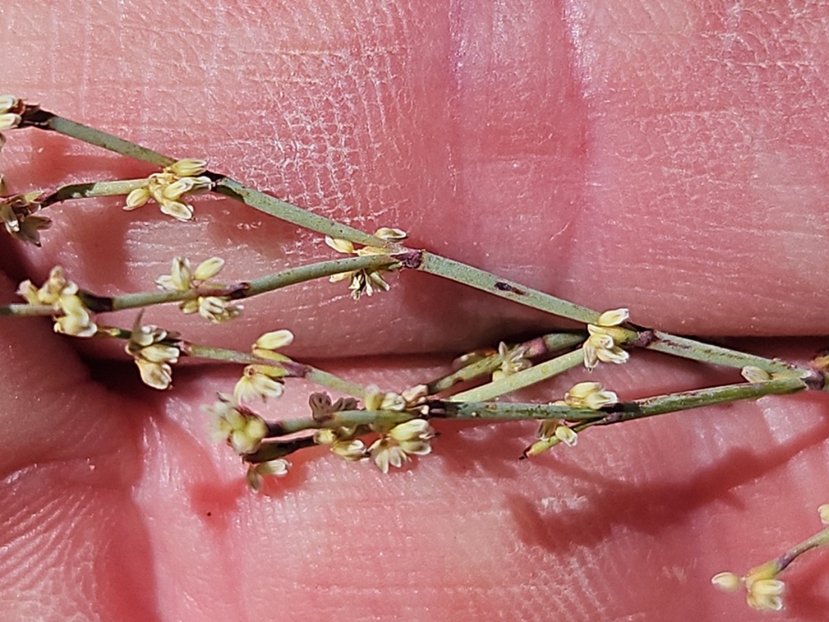 Eriogonum brachyanthum