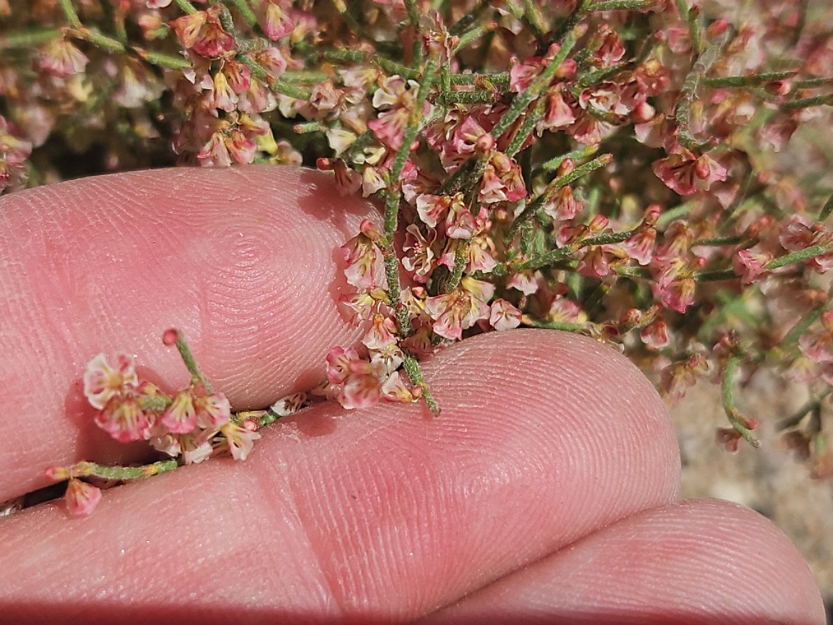 Eriogonum nidularium