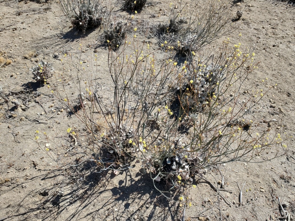 Eriogonum nudum var. indictum