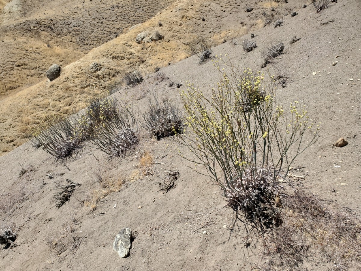 Eriogonum nudum var. indictum