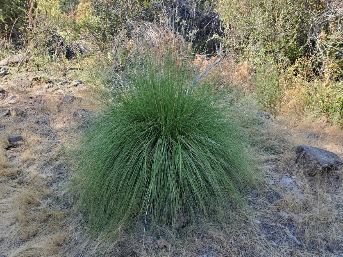 Muhlenbergia rigens