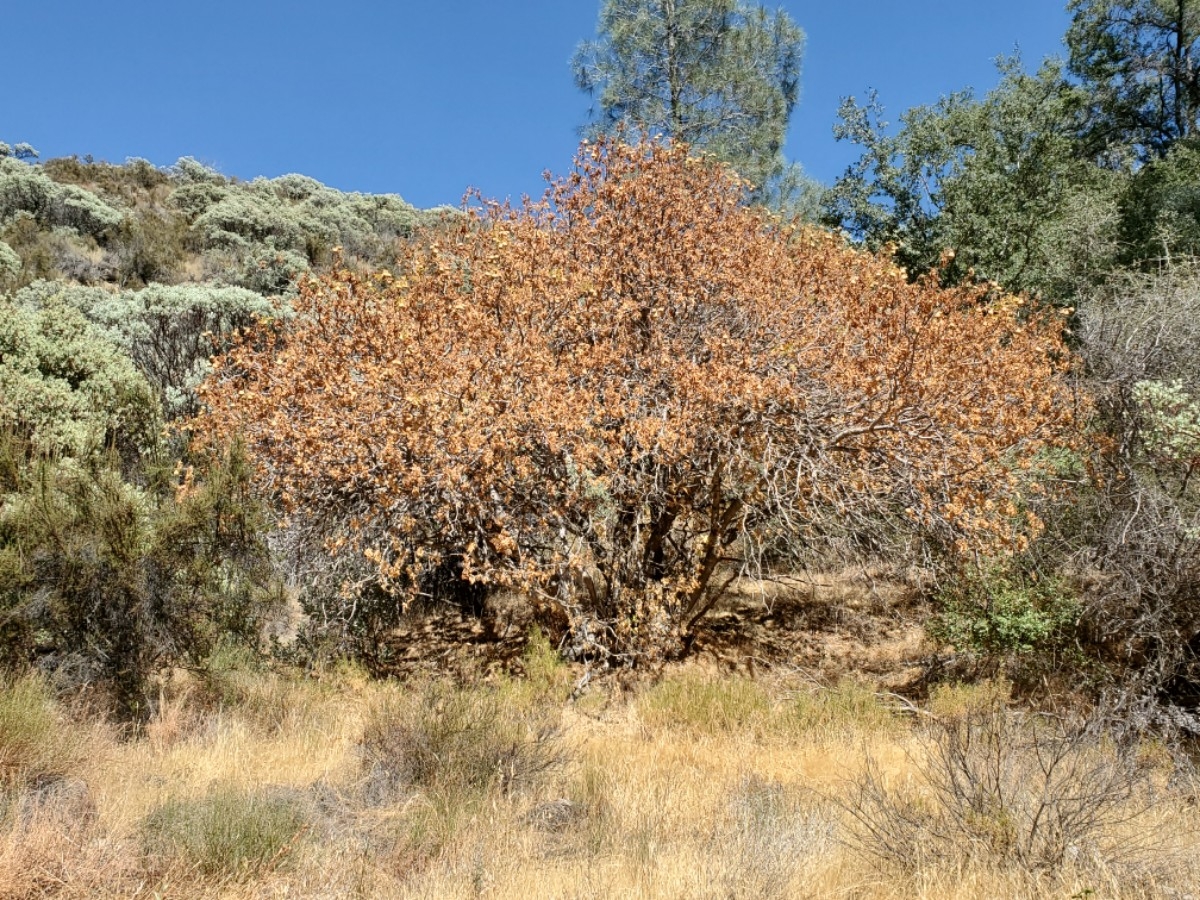 Aesculus californica