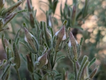 Cordylanthus pilosus