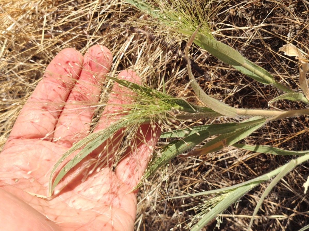 Panicum capillare