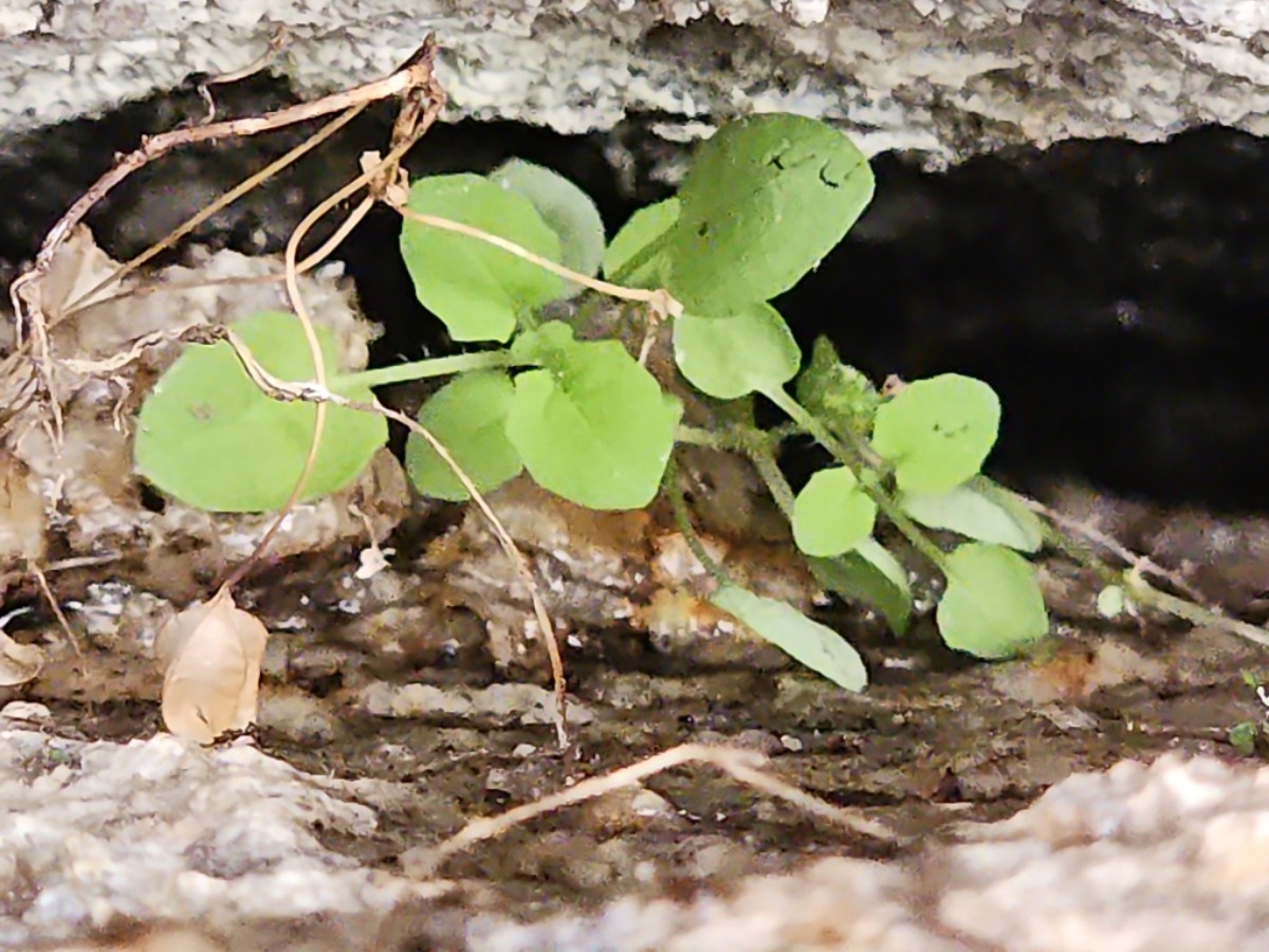 Erythranthe angulosa