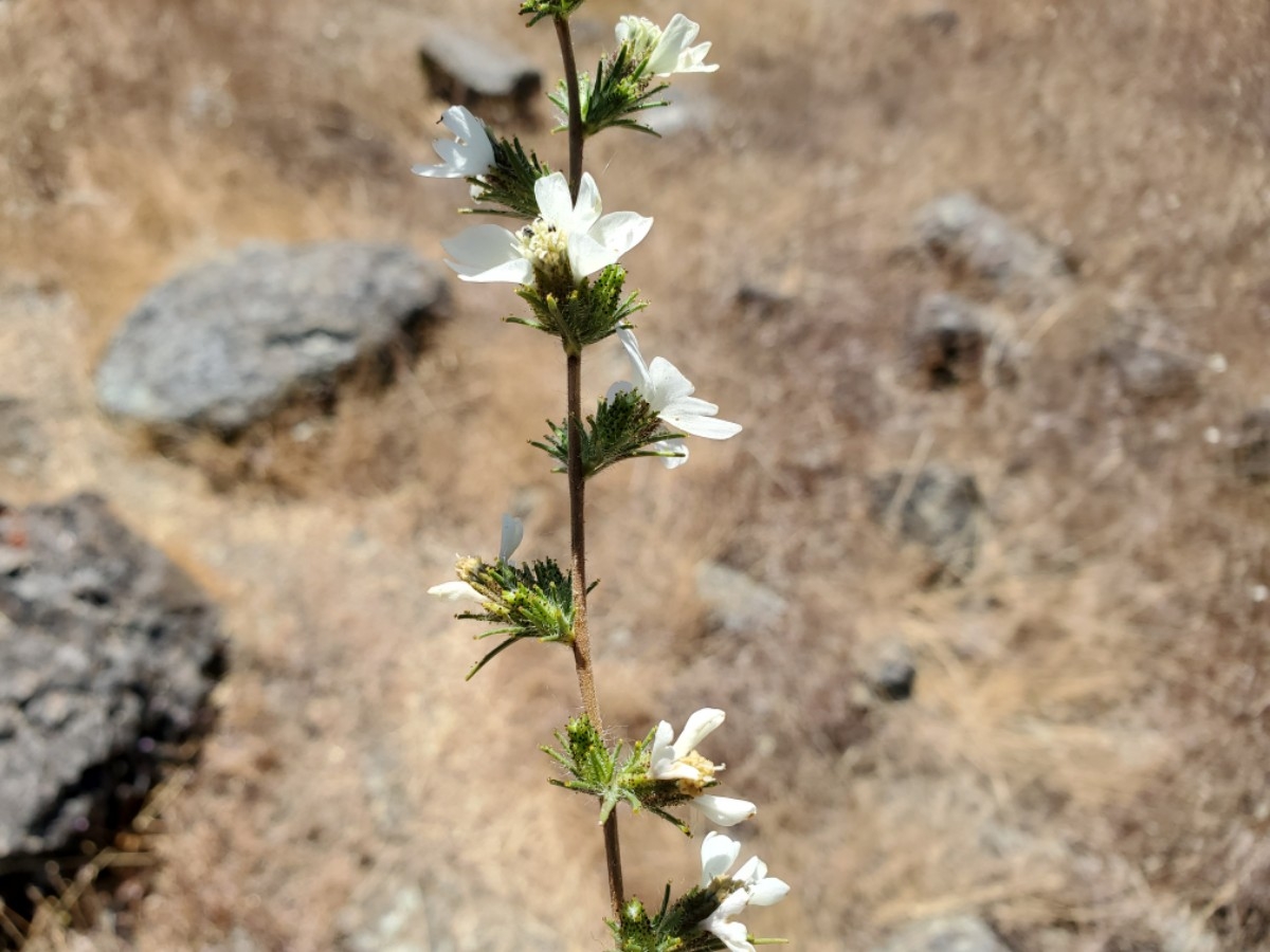 Calycadenia multiglandulosa