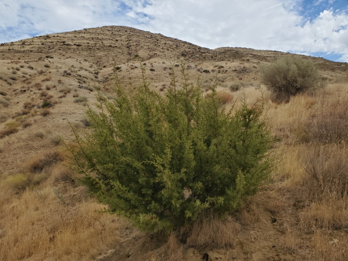 Juniperus californica