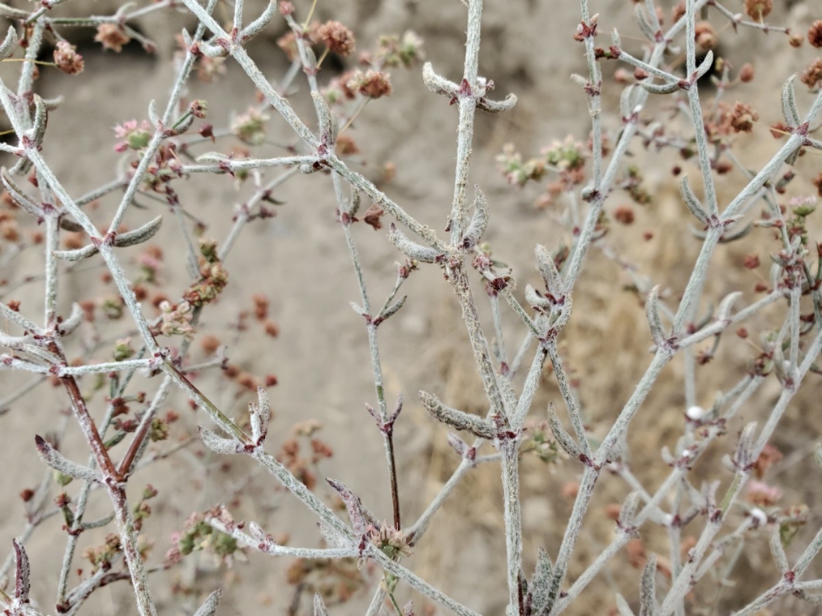 Eriogonum gracillimum