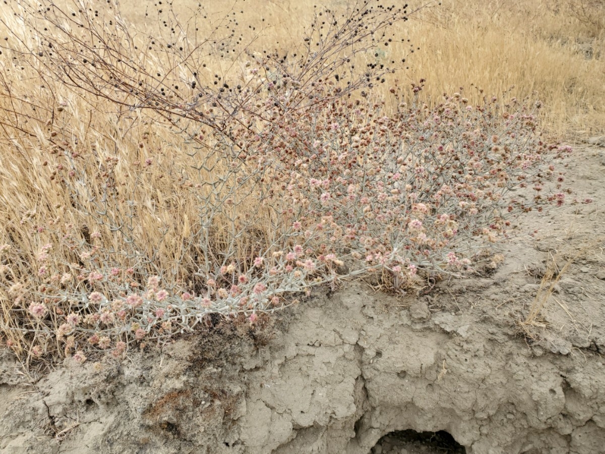 Eriogonum gracillimum