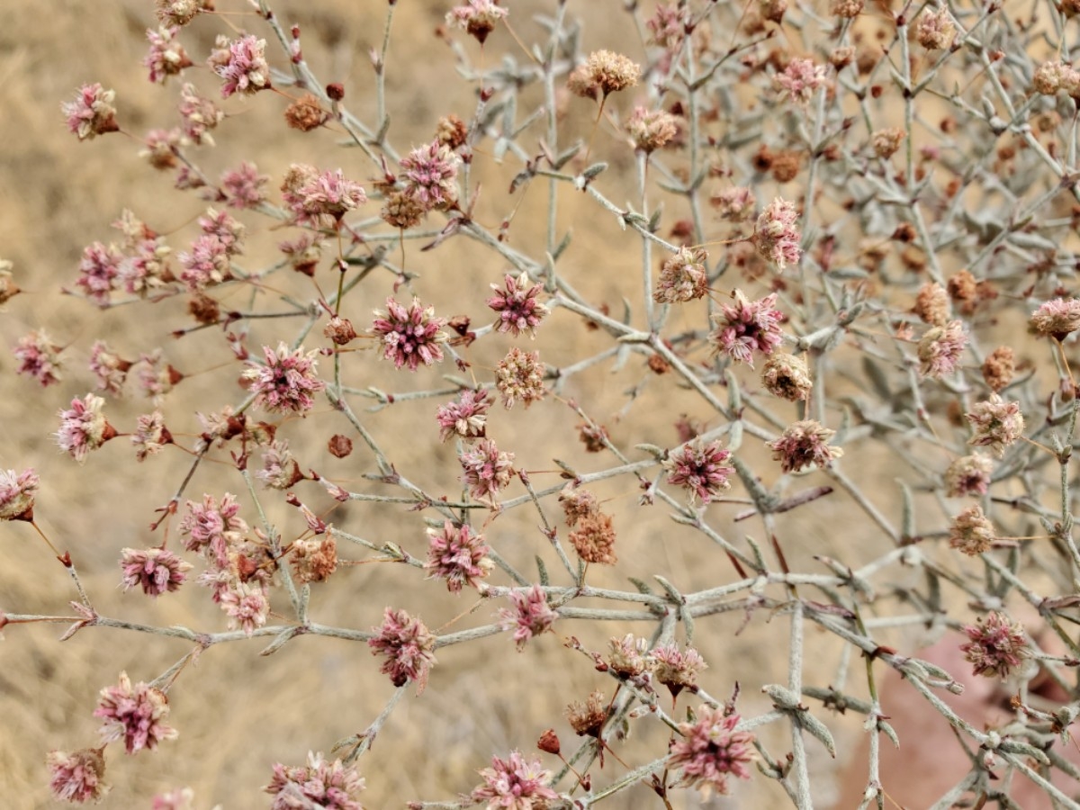 Eriogonum gracillimum