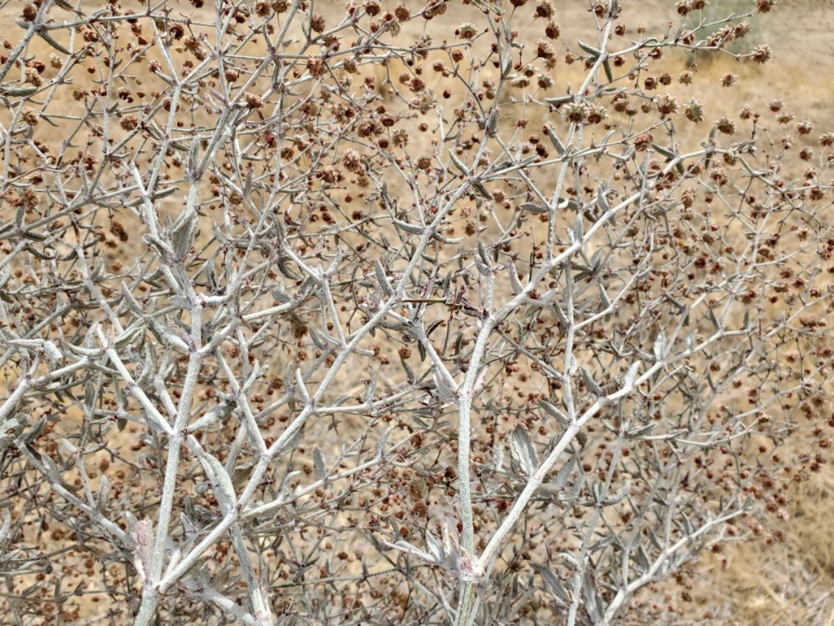 Eriogonum gracillimum