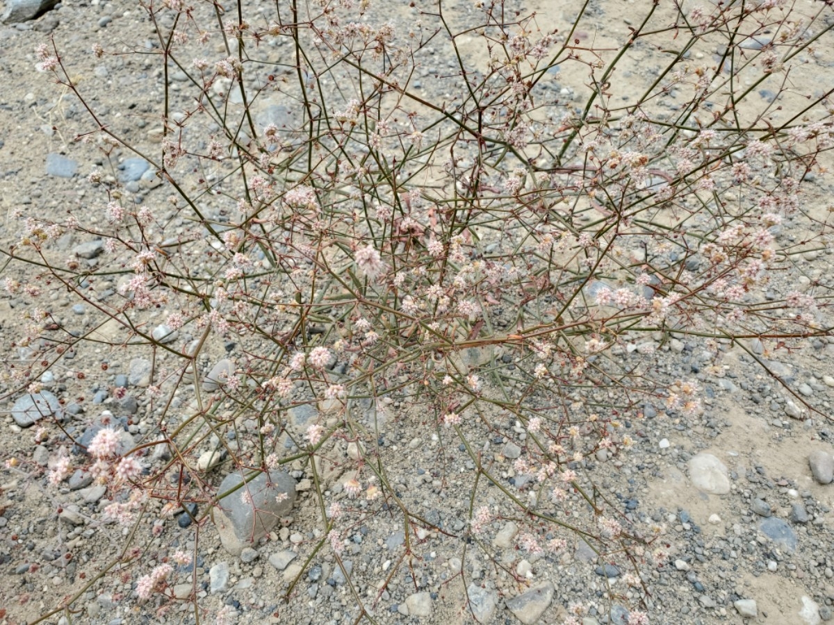 Eriogonum angulosum