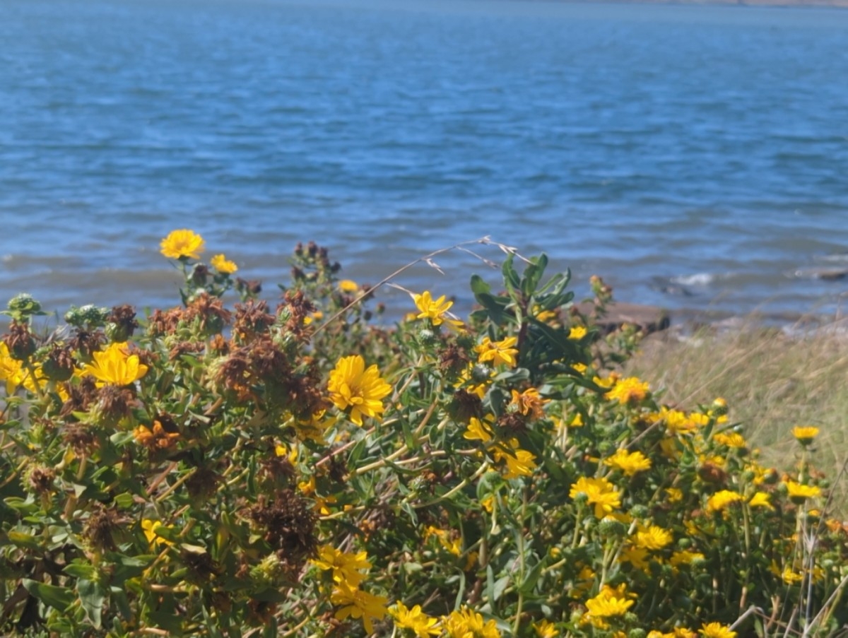 Grindelia stricta var. angustifolia