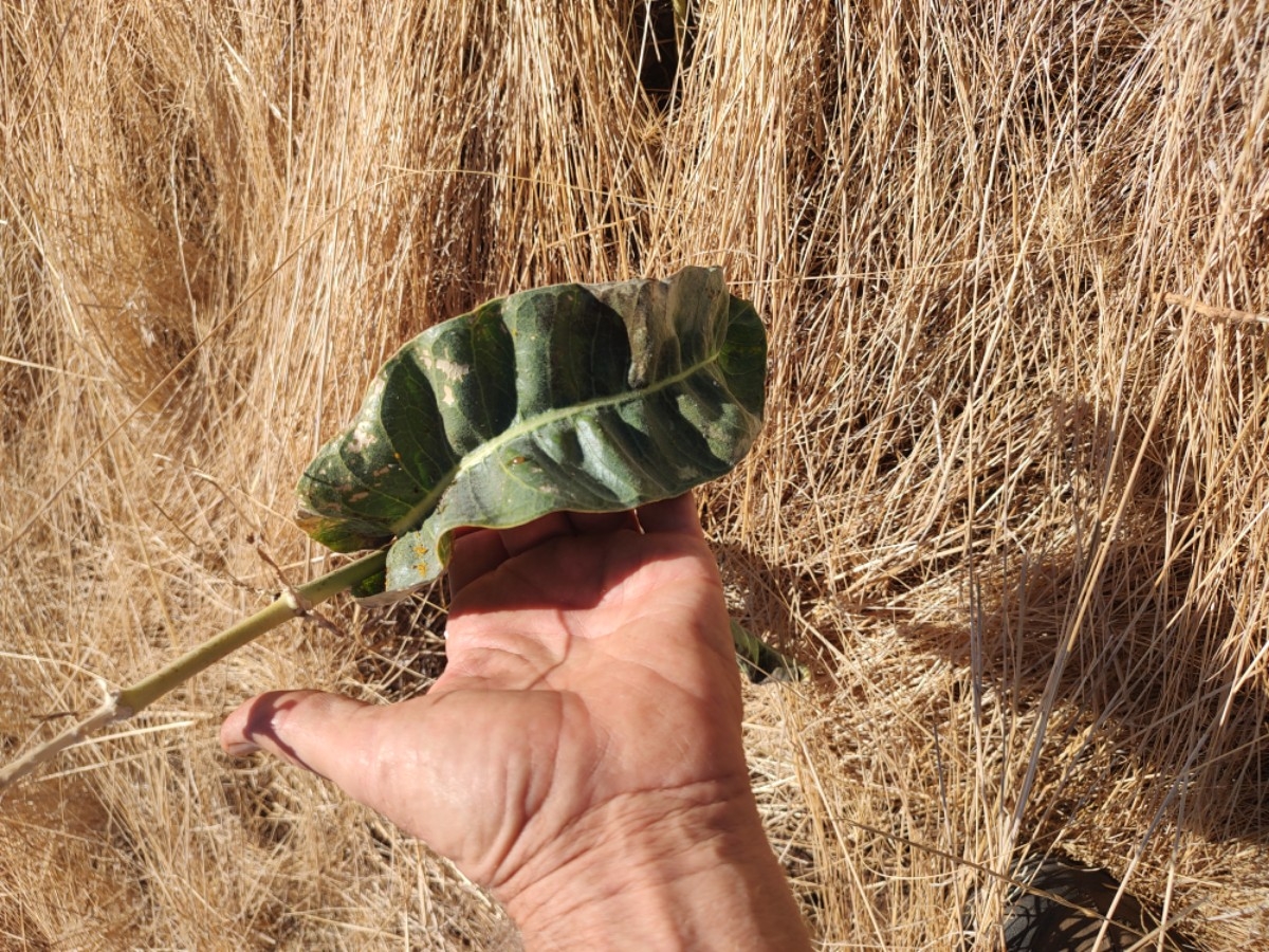 Asclepias eriocarpa