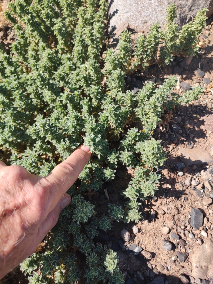 Amaranthus californicus