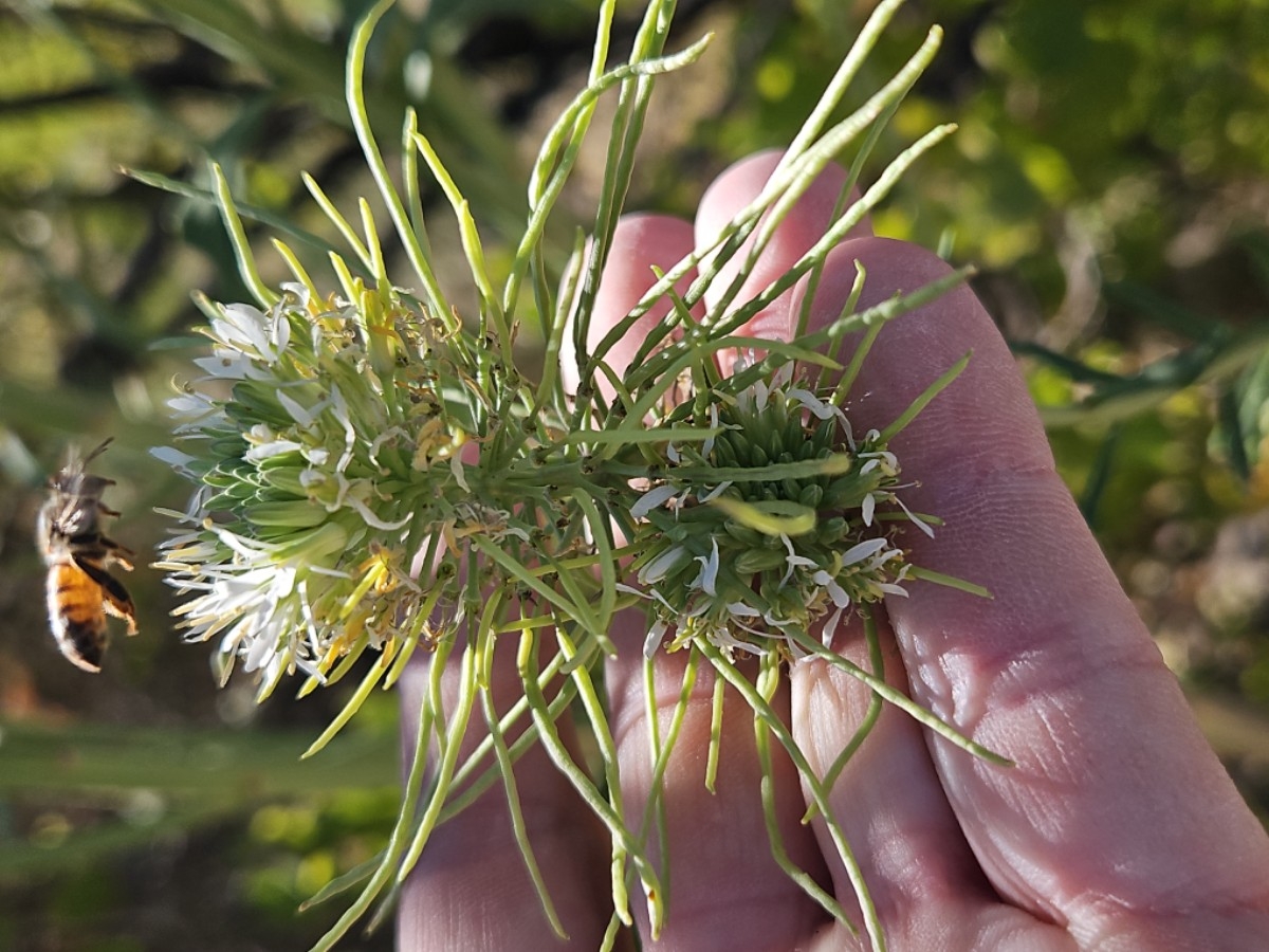 Thelypodium integrifolium ssp. affine