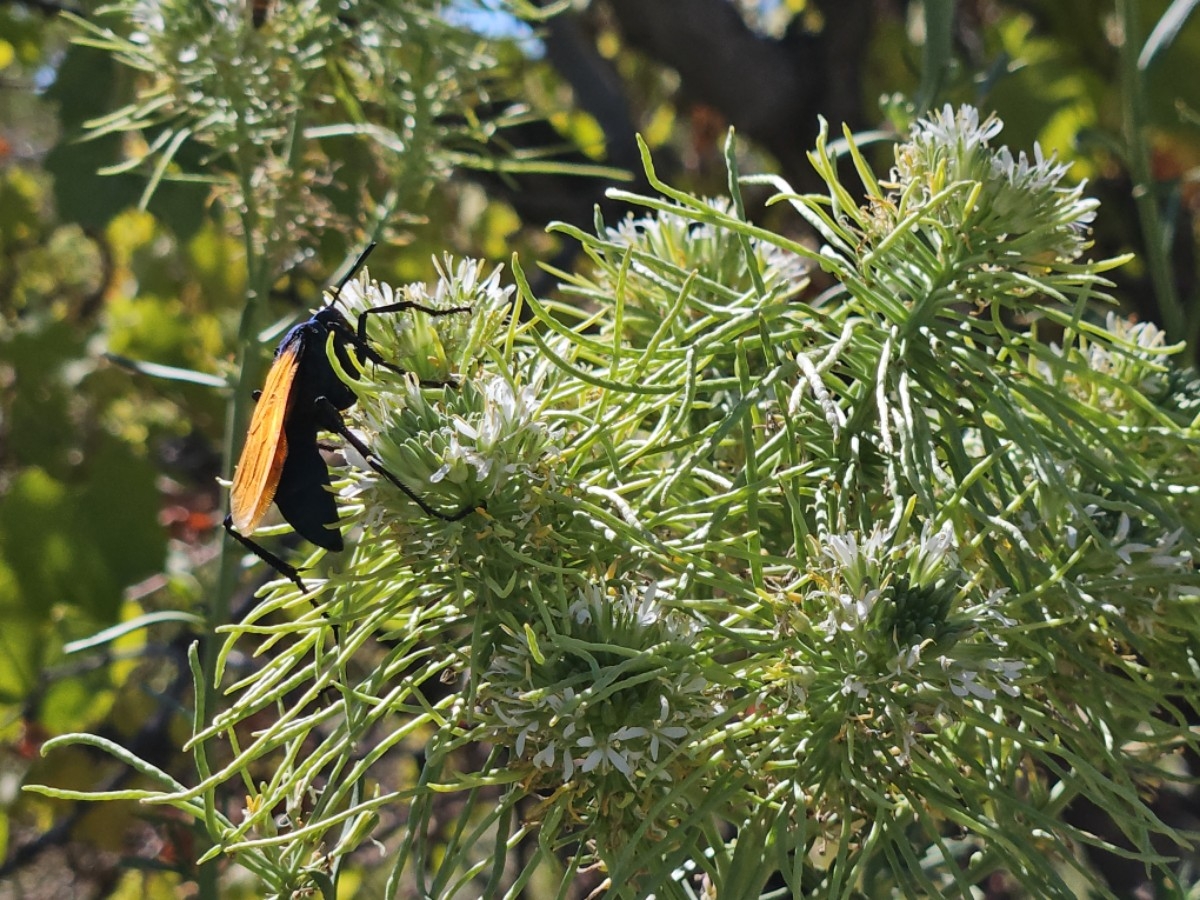 Thelypodium integrifolium ssp. affine