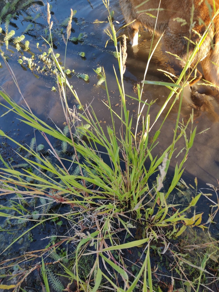 Leersia oryzoides