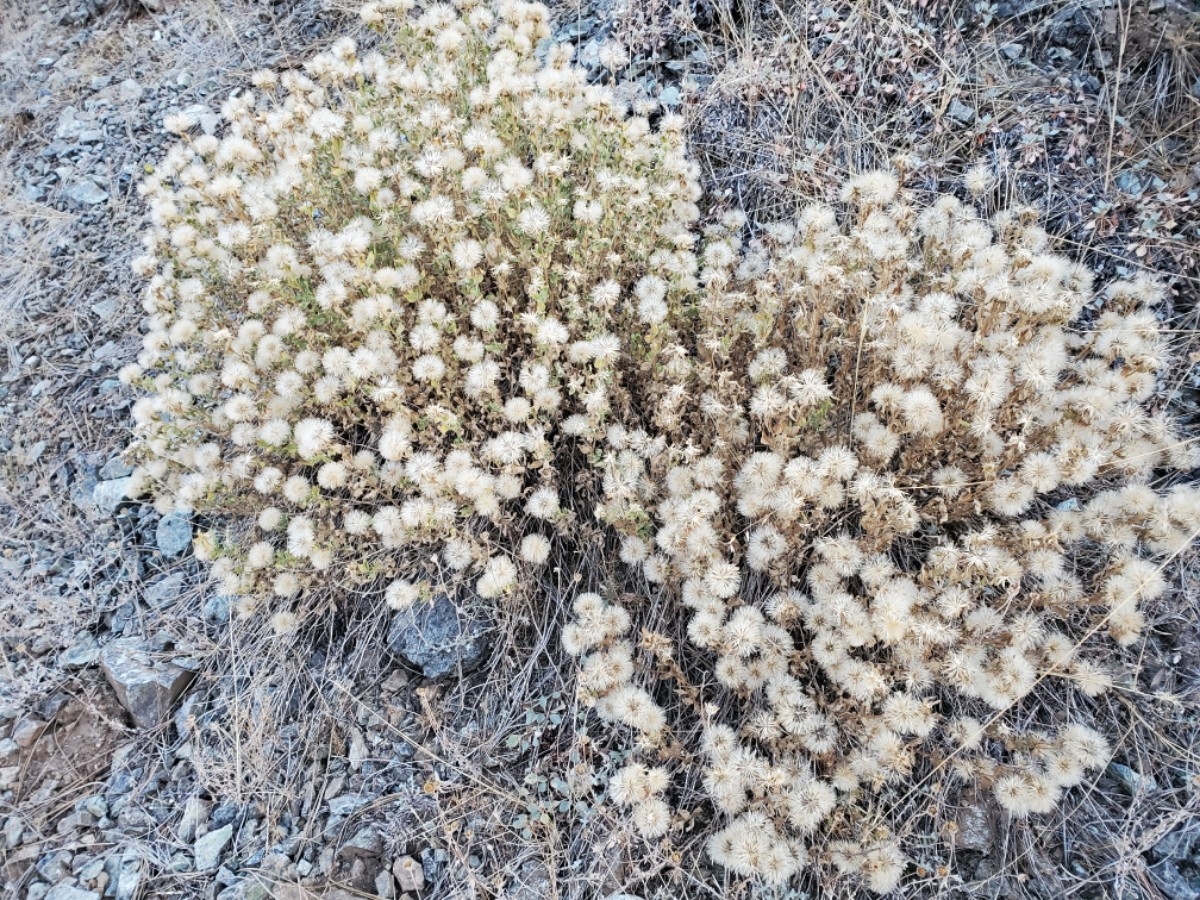 Erigeron petrophilus var. sierrensis