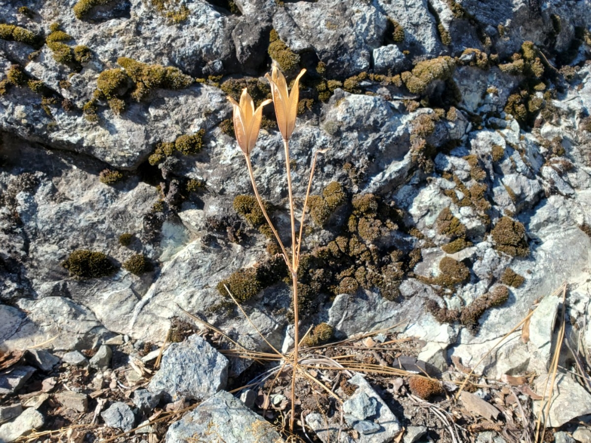 Calochortus leichtlinii