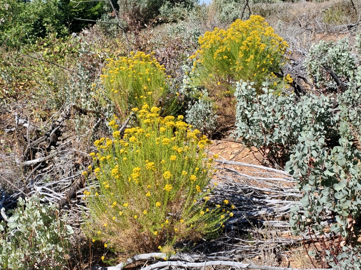 Ericameria arborescens