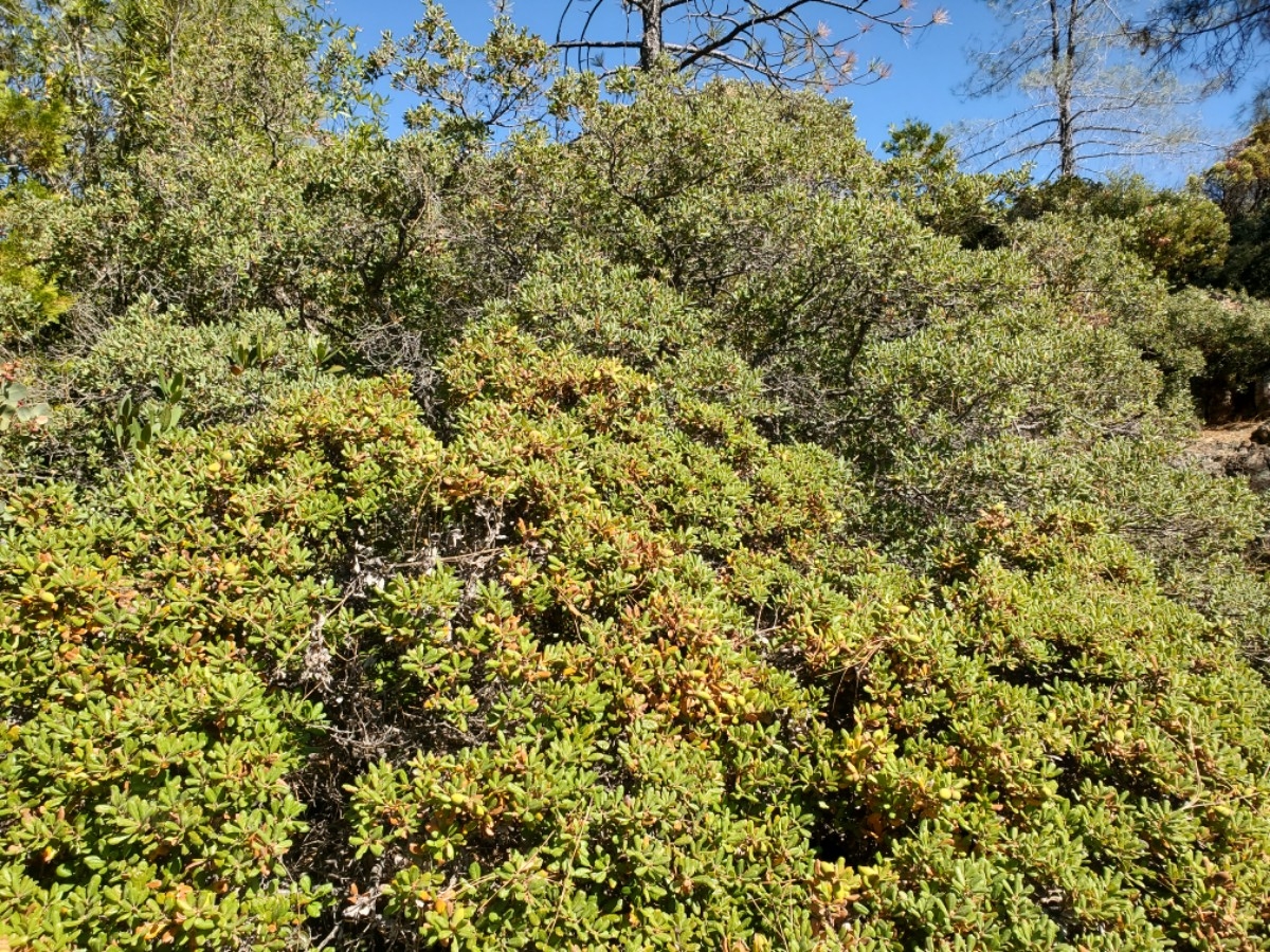 Quercus durata var. durata